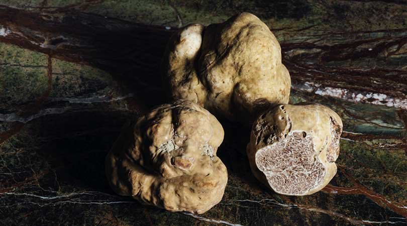 Trufa Blanca: El Superalimento con Innumerables Beneficios para tu Salud